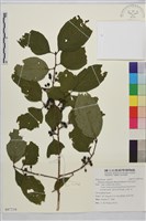 中原氏鼠李藏品圖，第1張