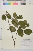 中原氏鼠李藏品圖，第1張