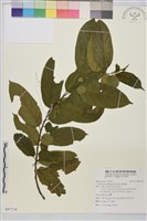 桶鉤藤藏品圖，第1張