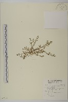 石胡荽、吐金草藏品圖，第1張