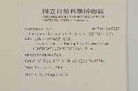 石胡荽、吐金草藏品圖，第2張