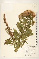 翼莖闊苞菊藏品圖，第1張