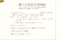 翼莖闊苞菊藏品圖，第2張