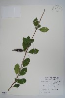 武靴藤藏品圖，第1張