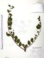 馬甲子藏品圖，第1張