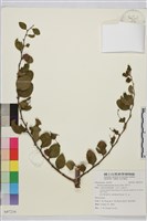 馬甲子藏品圖，第2張