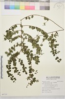 小葉黃鱔藤藏品圖，第1張