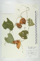 王瓜藏品圖，第1張