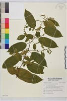 桶鉤藤藏品圖，第1張