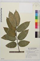 巒大雀梅藤藏品圖，第1張