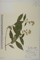 大頭艾納香藏品圖，第1張