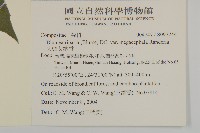 大頭艾納香藏品圖，第2張