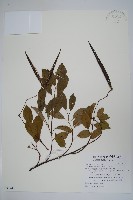 酸藤藏品圖，第1張