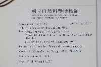 酸藤藏品圖，第2張