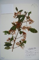 呂宋莢迷藏品圖，第1張