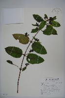 登錄號:S097249藏品圖，第1張