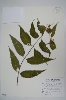 台灣土黨參藏品圖，第1張