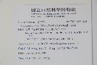 台灣土黨參藏品圖，第2張