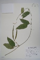 布朗藤藏品圖，第1張