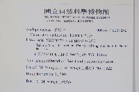 布朗藤藏品圖，第2張