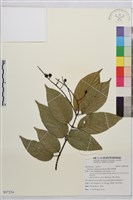 巒大雀梅藤藏品圖，第1張