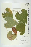 王瓜藏品圖，第1張