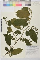 桶鉤藤藏品圖，第1張