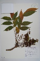 木蠟樹、山漆藏品圖，第1張