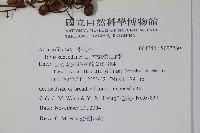 木蠟樹、山漆藏品圖，第2張