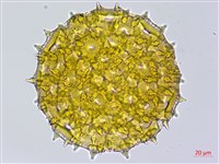 心葉蔦蘿藏品圖，第1張