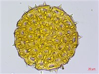 心葉蔦蘿藏品圖，第2張