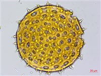 心葉蔦蘿藏品圖，第3張