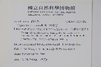 六角英, 槍刀菜藏品圖，第2張