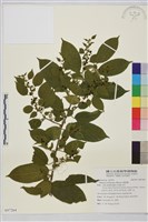 桶鉤藤藏品圖，第1張