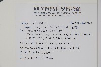 假酸漿藏品圖，第2張