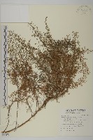 細葉山艾藏品圖，第1張