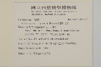 細葉山艾藏品圖，第2張