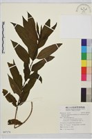 塔山鼠李藏品圖，第1張