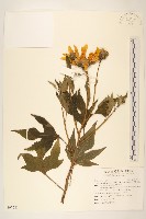 王爺葵、五瓜金英藏品圖，第1張