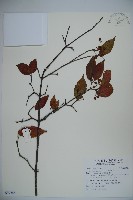 呂宋莢迷藏品圖，第1張