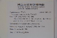 呂宋莢迷藏品圖，第2張