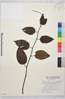 奮起湖黃鱔藤藏品圖，第1張