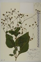 下田菊藏品圖，第1張