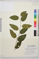 奮起湖黃鱔藤藏品圖，第1張