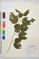 奮起湖黃鱔藤藏品圖，第1張