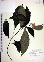 角桐草、台灣半蒴苣苔藏品圖，第1張