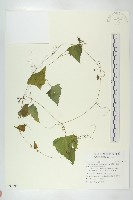 黑果馬交兒藏品圖，第1張