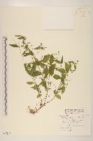 粗毛小米菊藏品圖，第1張