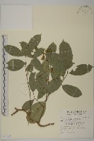 南華南蛇藤，青江藤藏品圖，第1張