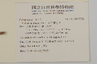 南華南蛇藤，青江藤藏品圖，第2張